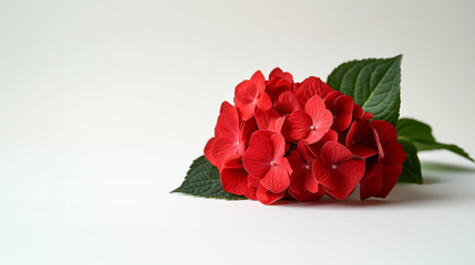 Red Hydrangeas on white background