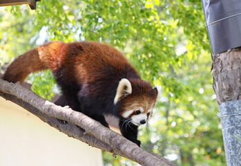 レッサーパンダ