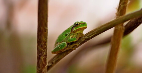 アマガエル