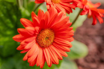 Beautiful Red Flowers are Blooming