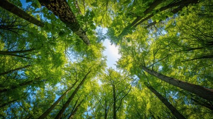 Fototapeta premium Looking Up at a Canopy of Trees.