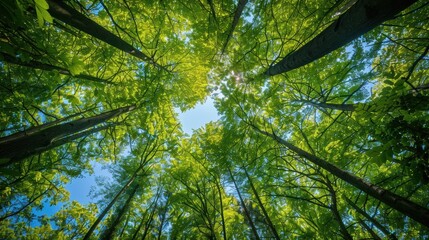 Fototapeta premium Looking up through a canopy of trees with sunlight filtering through the leaves.