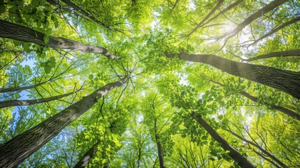 Naklejka premium Looking Up Through Lush Forest Canopy.