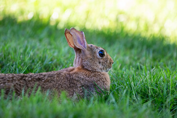Summer backyard wildlife viewing, cute brown bunny laying down and grazing on grass in a shady lawn
