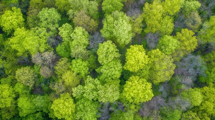 Naklejka premium Aerial view of a lush green forest with diverse tree canopies.