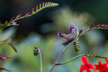 Summer backyard wildlife viewing, tiny and mighty hummingbird  perched, and grooming it’s...