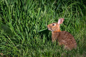 Summer backyard wildlife viewing, cute brown bunny sitting up and grazing on the tall grass at the edge of a lawn in the evening sun
