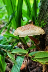 A beautiful mushroom stuck in the trunk of a tree, it looks like a gnome's house.