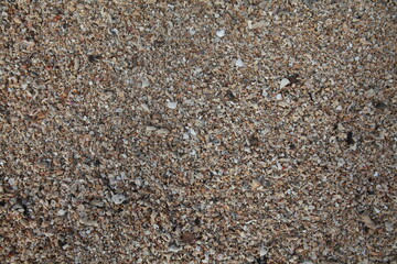 Closeup tropical beach sand background texture, Fiji- sand, crushed shells and coral, wet