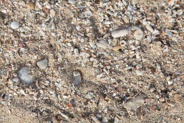 Closeup tropical beach sand background texture, Fiji- sand, crushed shells and coral