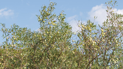 Green olives on tree branch