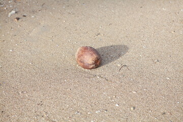 Coconut on the beach, Fiji