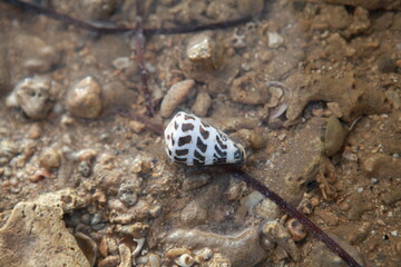 Cone snail shell on beach, Fiji