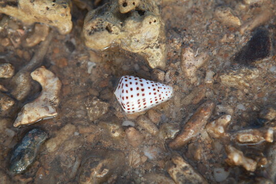 Cone snail shell on beach, Fiji