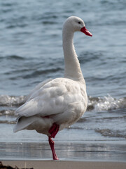 white goose swimming in the water © Seba Gunkel