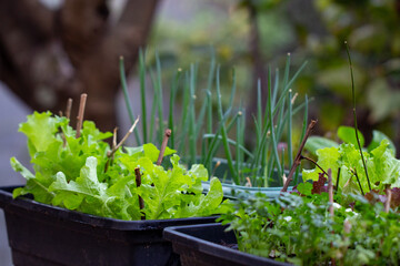Plantação de alface e cebolinha. Horta. Plantação