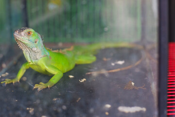 green lizard on a glass cage