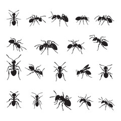 set of ant silhouettes on white background	