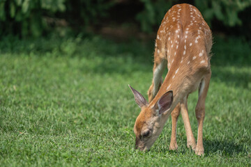 White-tailed Deer Fawn Grazing