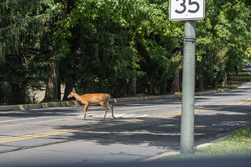 White-tailed Deer Crossing Road