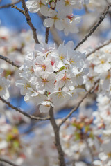 cherry blossom