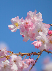 Obraz premium cherry blossom