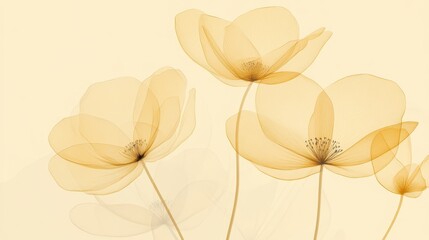 Fototapeta premium Soft, translucent flowers with a gentle, warm hue against a light background.