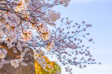 cherry blossom