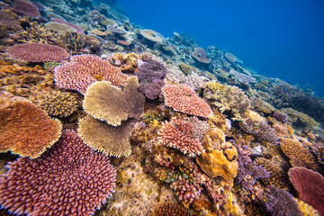Coral Reef fish schooling above healthy reef system in the Pacific Ocean - Observing Marine...