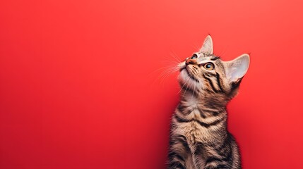 Fototapeta premium Curious cat sitting and looking up on a solid color background