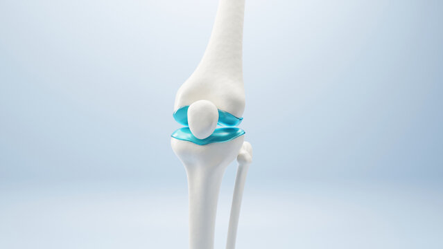  3D Bone knee joint, Healthy human skeleton anatomy isolated on soft background. 3d rendering.