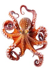 Red Octopus with White Spots Isolated on White Background.