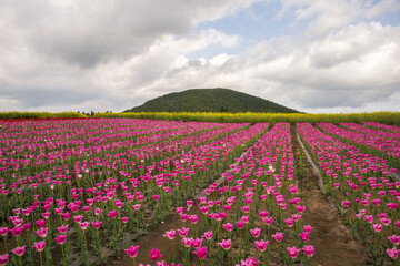 Seogwipo-si, Jeju-do, South Korea - April 13, 2022: Spring view of pink tulips at Boromwat Farm against yellow rape flowers and Seongbul Oreum in the background