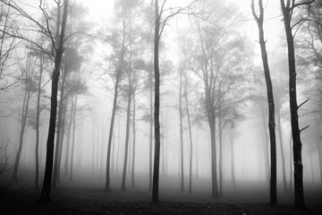 Fototapeta premium A black and white photograph of a misty forest with tall trees and fog rolling in