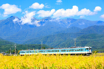 中央アルプスを背景に収穫前の田んぼの側を飯田線が駆け抜ける