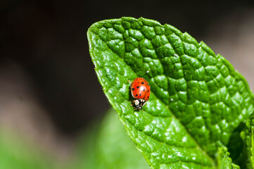 ladybug on mint leaf