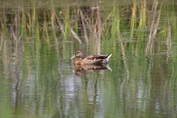 duck on the lake