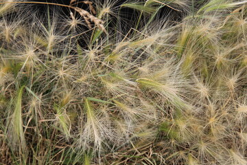 close up of grass, Pylypow Wetlands, Edmonton, Alberta
