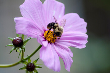 bumble bee on flower