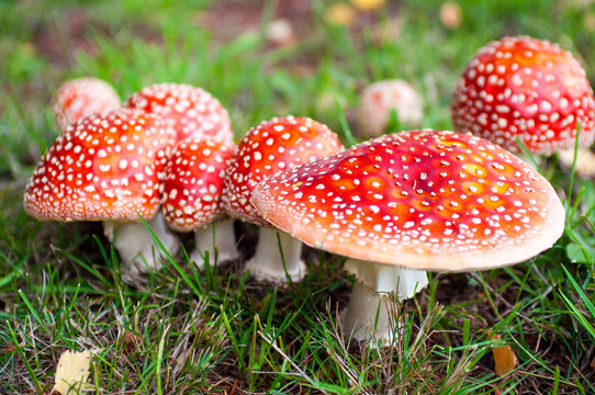 Fly Alaric mushroom
