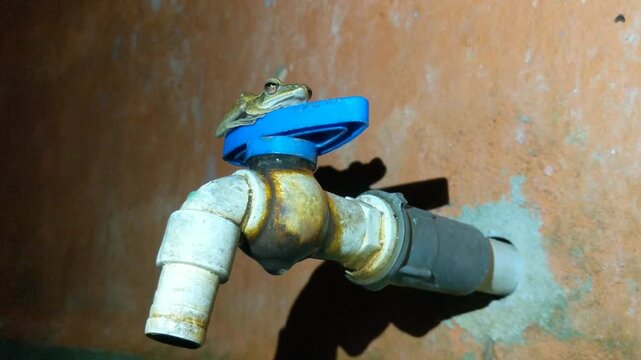 Polypedates frog attached to the water faucet