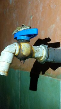 Polypedates frog attached to the water faucet