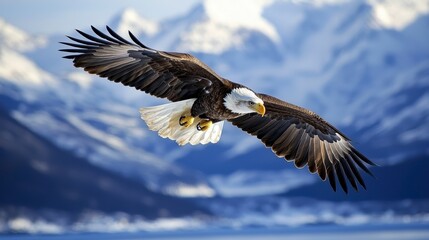 Fototapeta premium Bald Eagle Soaring
