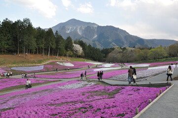 25 april 2010 chichibu japan. beatuful landmark in saitama perfecture that must be visit. pink land...