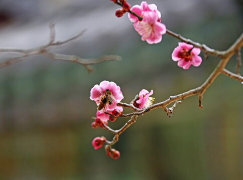 Close-up of two honeybees sitting on a red plum flower with granch against roof tile house at Yongheungsa Temple near Sangju-si, South Korea 