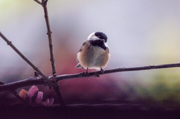 Black capped chickadee on branch
