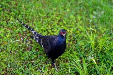 Pheasant in the grass, endemic bird of Taiwan, mikado pheasant 