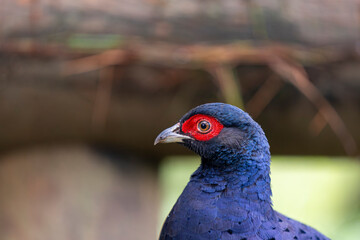 Portrait of a male pheasant endemic bird of Taiwan, mikado pheasant male