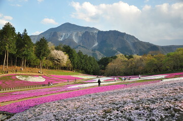 25 april 2010 chichibu japan. beatuful landmark in saitama perfecture that must be visit. pink land shiba zakura. instagrammable