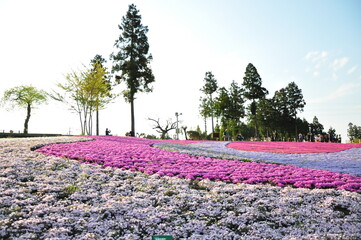 25 april 2010 chichibu japan. beatuful landmark in saitama perfecture that must be visit. pink land...